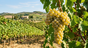 Trebbiano